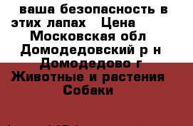 ваша безопасность в этих лапах › Цена ­ 500 - Московская обл., Домодедовский р-н, Домодедово г. Животные и растения » Собаки   